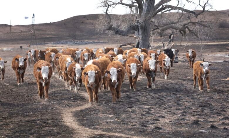 The biggest wildfire in Texas history highlights cattle ranchers’ challenges — and could push beef prices higher for consumers
