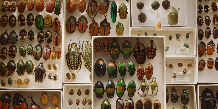 Why are there so many species of beetles?