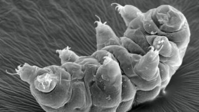 Studies reveal new clues to how tardigrades can survive intense radiation