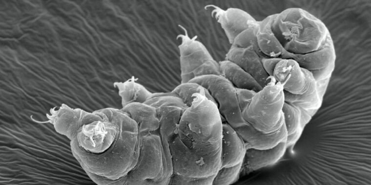 Studies reveal new clues to how tardigrades can survive intense radiation