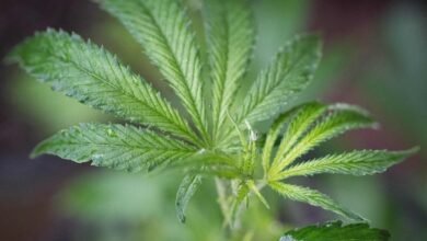 Constellation Brands moves itself further away from cannabis grower Canopy Growth’s business