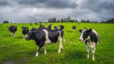 ‘Unbelievably cynical’: Will there be no exit scheme for Irish dairy?