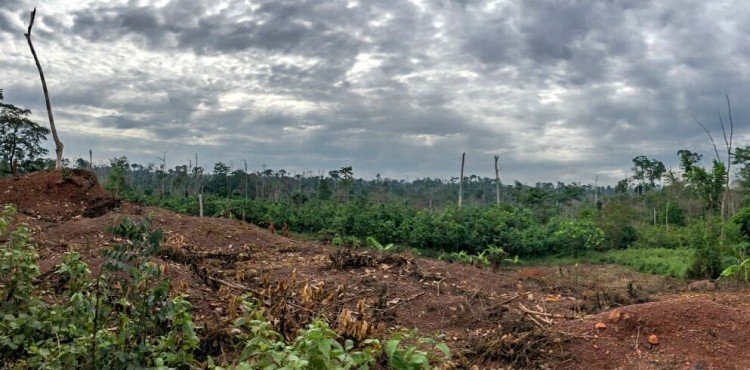 Report finds EU cocoa beans from Cote d’Ivoire farmed from deforested land in neighboring Liberia