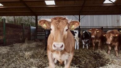 Case of mad cow disease confirmed in the UK: What we know so far