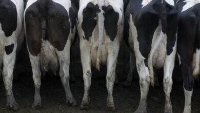 Dairy farmer handed $19K bill over ‘polluting dam of manure’