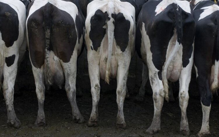 Dairy farmer handed $19K bill over ‘polluting dam of manure’