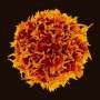 New therapy strengthens the immune system’s counterattack on skin cancer