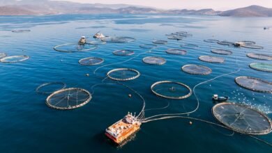 How sustainable is aquaculture?