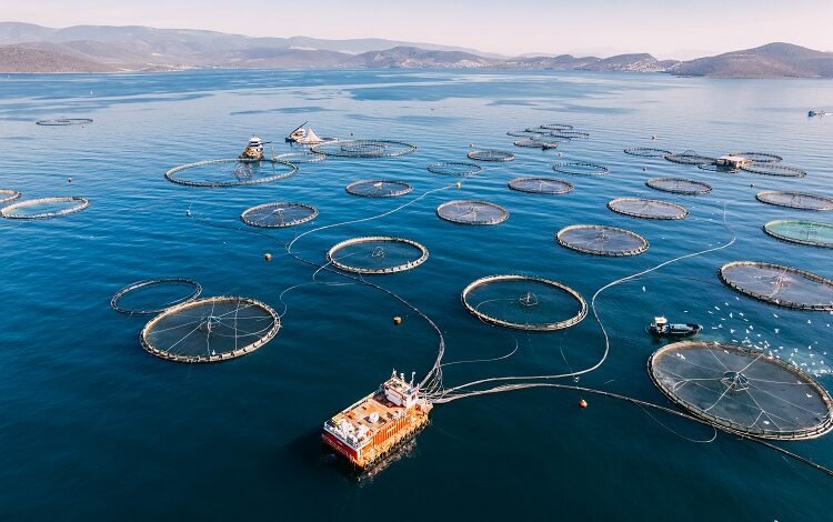 How sustainable is aquaculture?