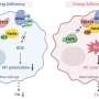 New insights into metabolic and immune pathway interactions in obesity