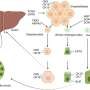 Exploring the pathogenesis of autoimmune liver diseases from the heterogeneity of target cells