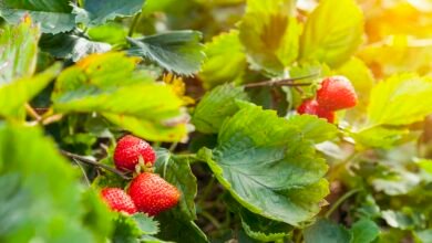Strawberry yields forever? The impact of high temperatures on strawberries