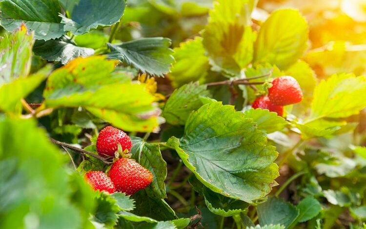 Strawberry yields forever? The impact of high temperatures on strawberries