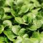 Lettuce may be just as good as dock leaf for easing nettle sting symptoms