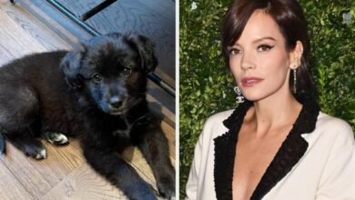 Lily Allen Admitted To Returning The Puppy She And David Harbour Adopted During COVID-19 After It Ate Her And Her Children’s Passports And “Ruined” Her Life