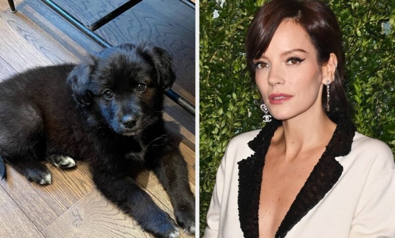 Lily Allen Admitted To Returning The Puppy She And David Harbour Adopted During COVID-19 After It Ate Her And Her Children’s Passports And “Ruined” Her Life