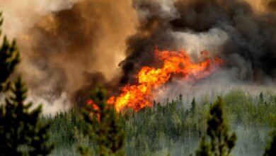 Canada’s 2023 wildfires produced more emissions than fossil fuels in most countries