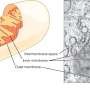 Mitochondria keep your brain cells alive: Helping them run smoothly may protect against Parkinson’s disease