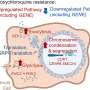 An old drug with new tricks: Exploring the cancer-fighting promise and limitations of hydroxychloroquine