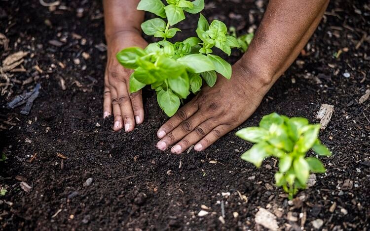 Why biodiversity is vital to food security