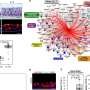 Protein linked to airway obstruction in asthma provides a potential treatment target