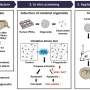 Enhancing the efficacy of cell transplantation therapy for stroke or traumatic brain injury