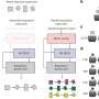 Flexibility demands influence motor cortex’s involvement in execution of motor sequences, rat study finds