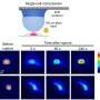 How cells repair DNA’s protective barrier: Addressing a rare genetic disorder characterized by rapid aging in children