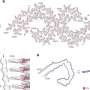 Study explores association between Tau filaments and extracellular vesicles in Alzheimer’s disease