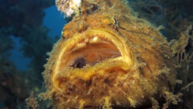 Frogfish reveals how it evolved the “fishing rod” on its head